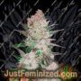 Cream Cookies Auto by Fast Buds Cannabis Seeds For Sale at Just Feminized