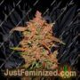 Crystal M.E.T.H. Auto by Fast Buds Cannabis Seeds For Sale at Just Feminized