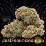 Crystal M.E.T.H. Auto by Fast Buds Buds Weed Ganja Skunk Pot Reefer Dope Herb Pics Images