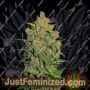 Lemon AK Auto by Fast Buds Cannabis Seeds For Sale at Just Feminized