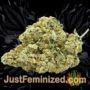 LSD-25 Auto by Fast Buds Buds Weed Ganja Skunk Pot Reefer Dope Herb Pics Images