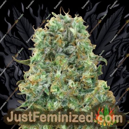 Critical Mass by Advanced Seeds Cannabis Seeds For Sale at Just Feminized