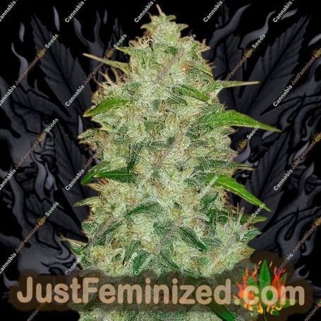 Chemdawg Auto by Fast Buds Cannabis Seeds For Sale at Just Feminized