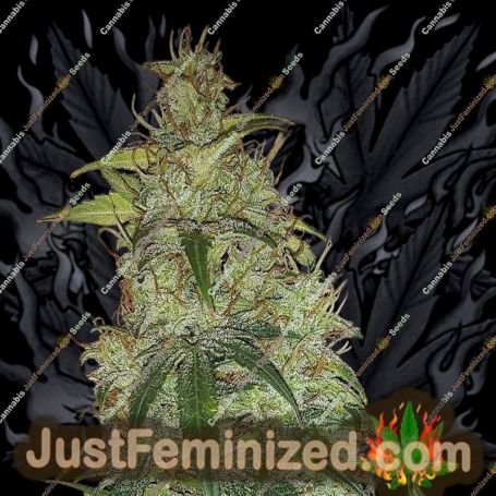 Critical Auto by Fast Buds Cannabis Seeds For Sale at Just Feminized