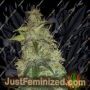 Critical Auto by Fast Buds Cannabis Seeds For Sale at Just Feminized