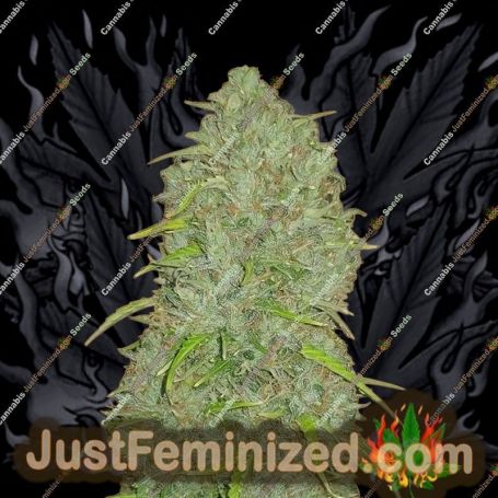Jack Herer Auto by Fast Buds Cannabis Seeds For Sale at Just Feminized
