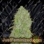 Jack Herer Auto by Fast Buds Cannabis Seeds For Sale at Just Feminized