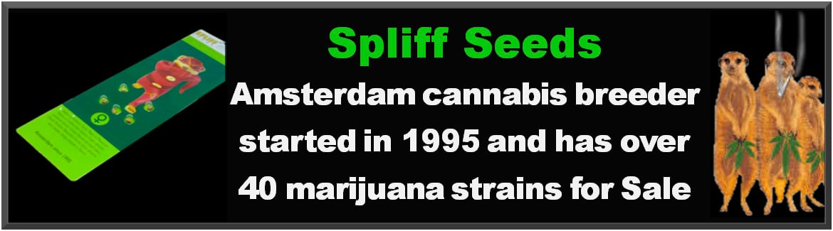 Buy Spliff Cannabis Strains at Just Feminized Marijuana Seeds Bank - For Sale Cheap Online