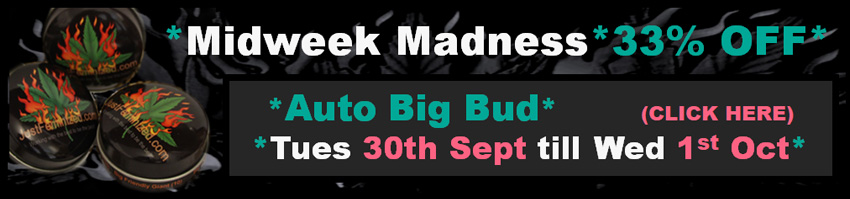 Auto Big Bud Midweek Madness 30th September till the 1st October Discounted 33% OFF